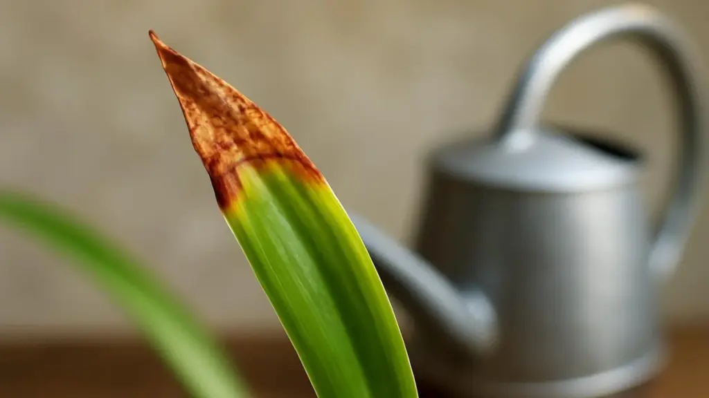 Brune spidser på din grønne plante? Her er hvad den egentlig prøver at fortælle dig
